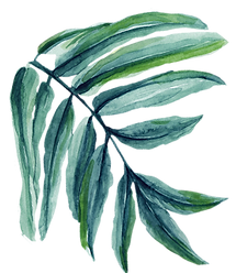 hoja