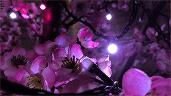 Aesthetic-gifs-aesthetic-41192463-250-14