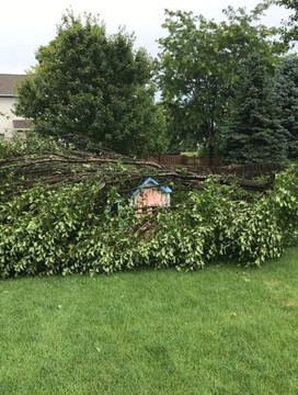 brush removal indianapolis