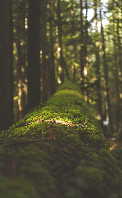 green moss on brown tree trunk_edited.jp