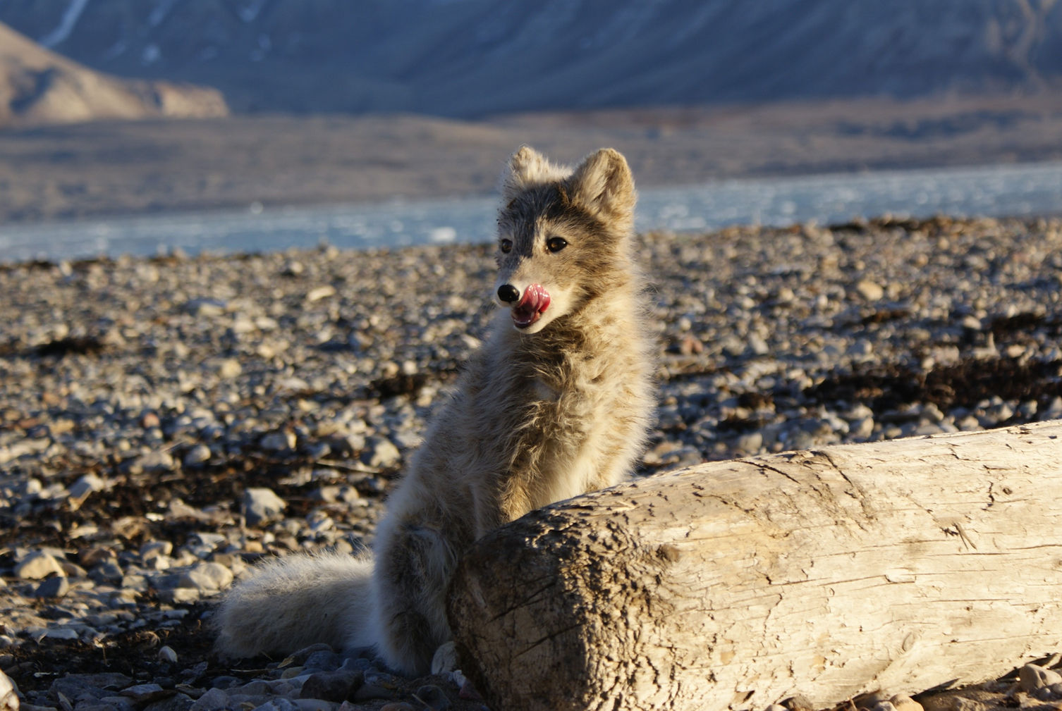 greenland trekking