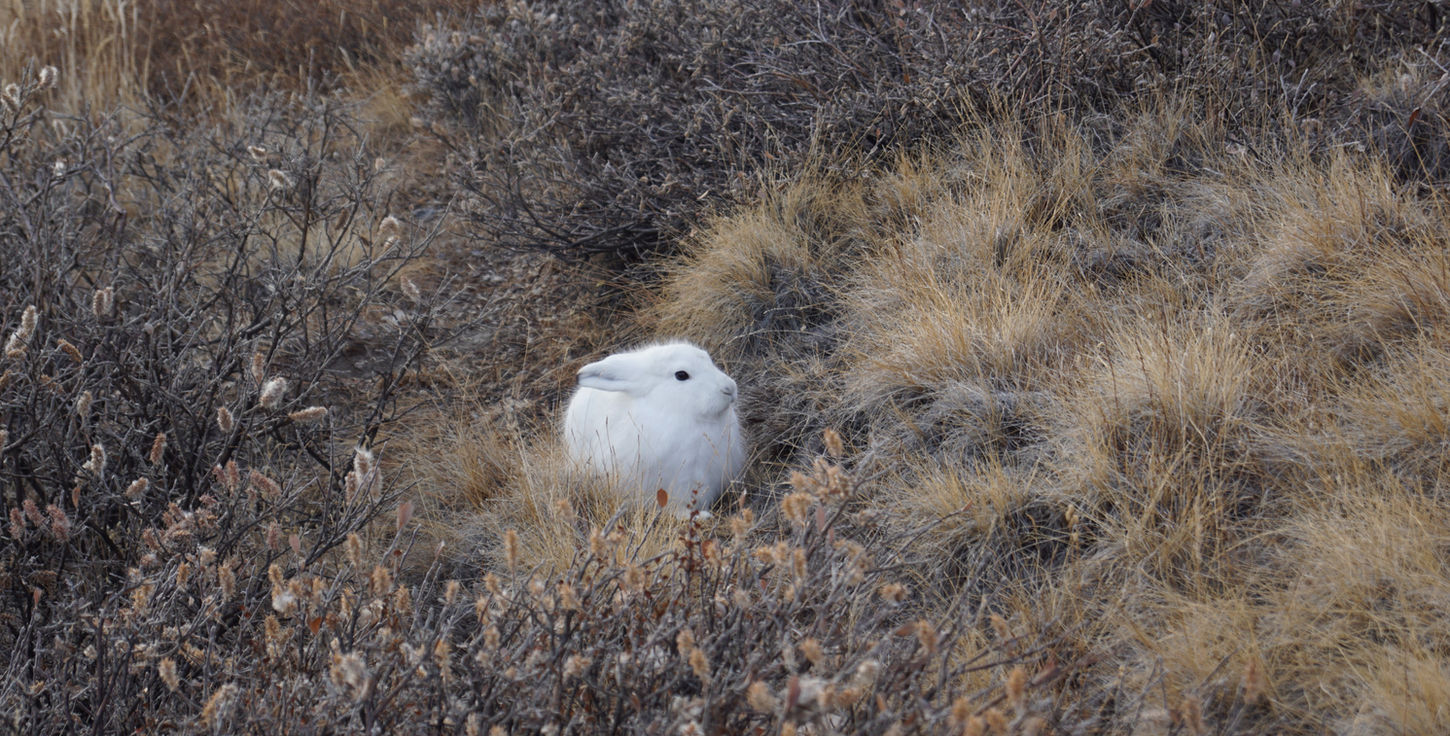 greenland wildlife tours