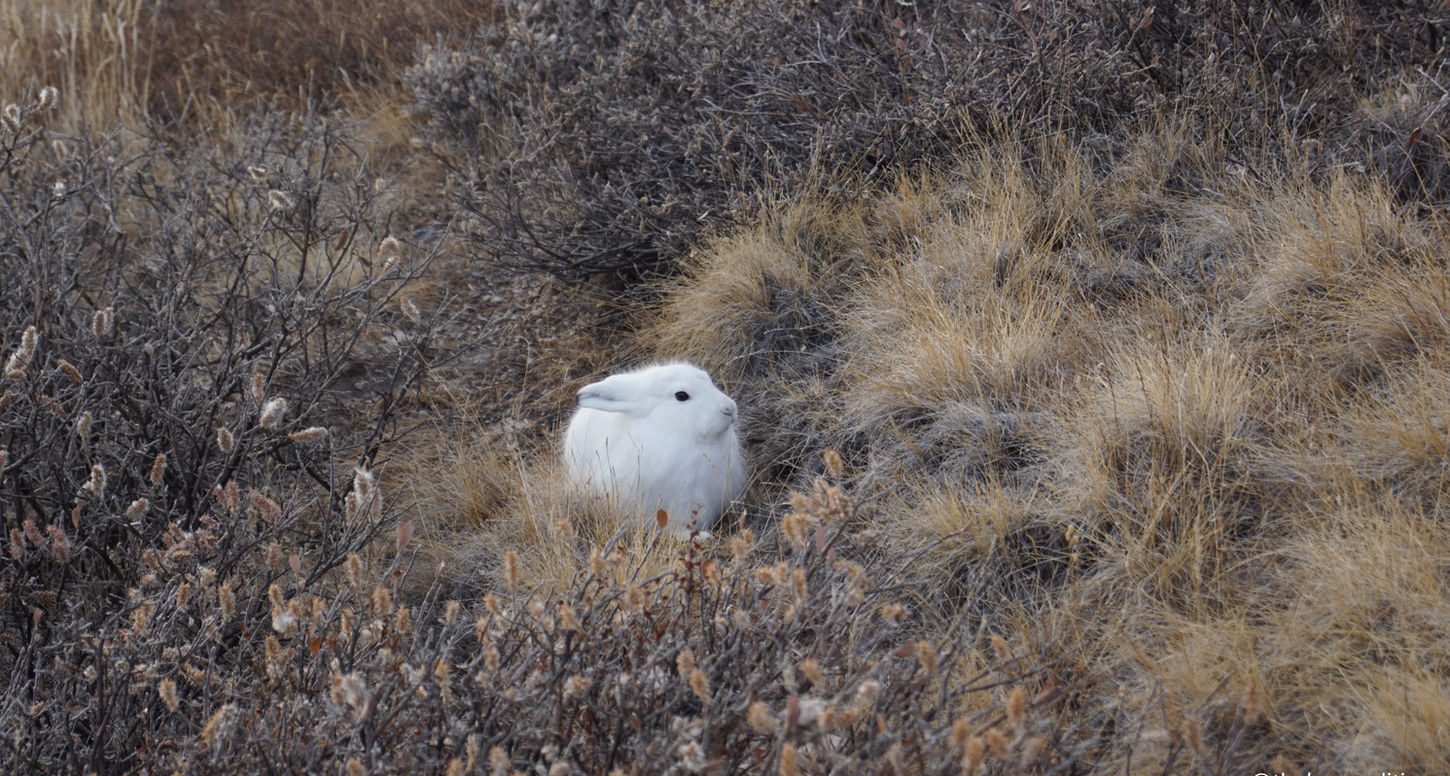greenland wildlife tours