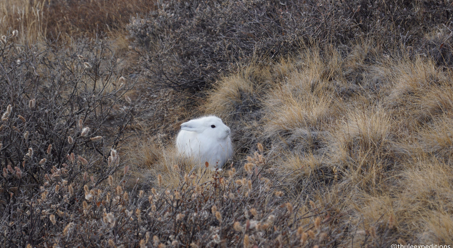 Grønlandske dyrelivsturer