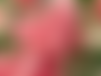 Blunt Bites: Cannabis-Infused Watermelon Popsicles