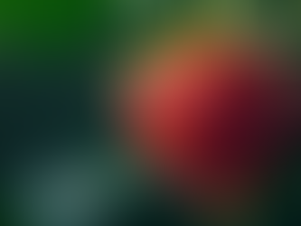 Discover the Strawberry Cough Dab Dart: Elevate Your Experience with New York Honey