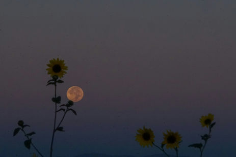 Full Flower Moon in Scorpio: Embracing the Alchemy of Transformation