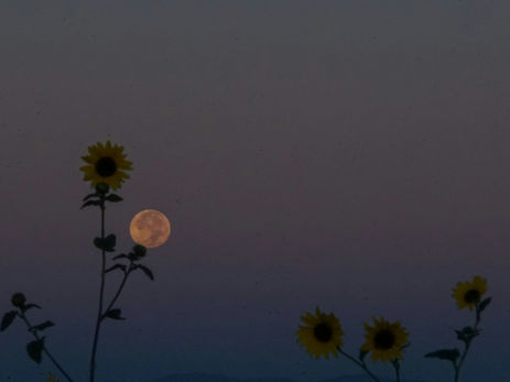 Full Flower Moon in Scorpio: Embracing the Alchemy of Transformation