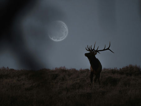 Harnessing the Full Buck Moon’s Energy for Focused Growth