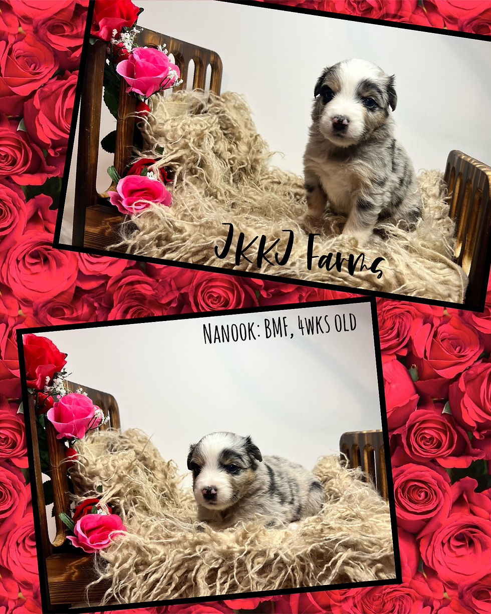 Standard Pups JKKJ FARMS standard-pups-jkkj-farms