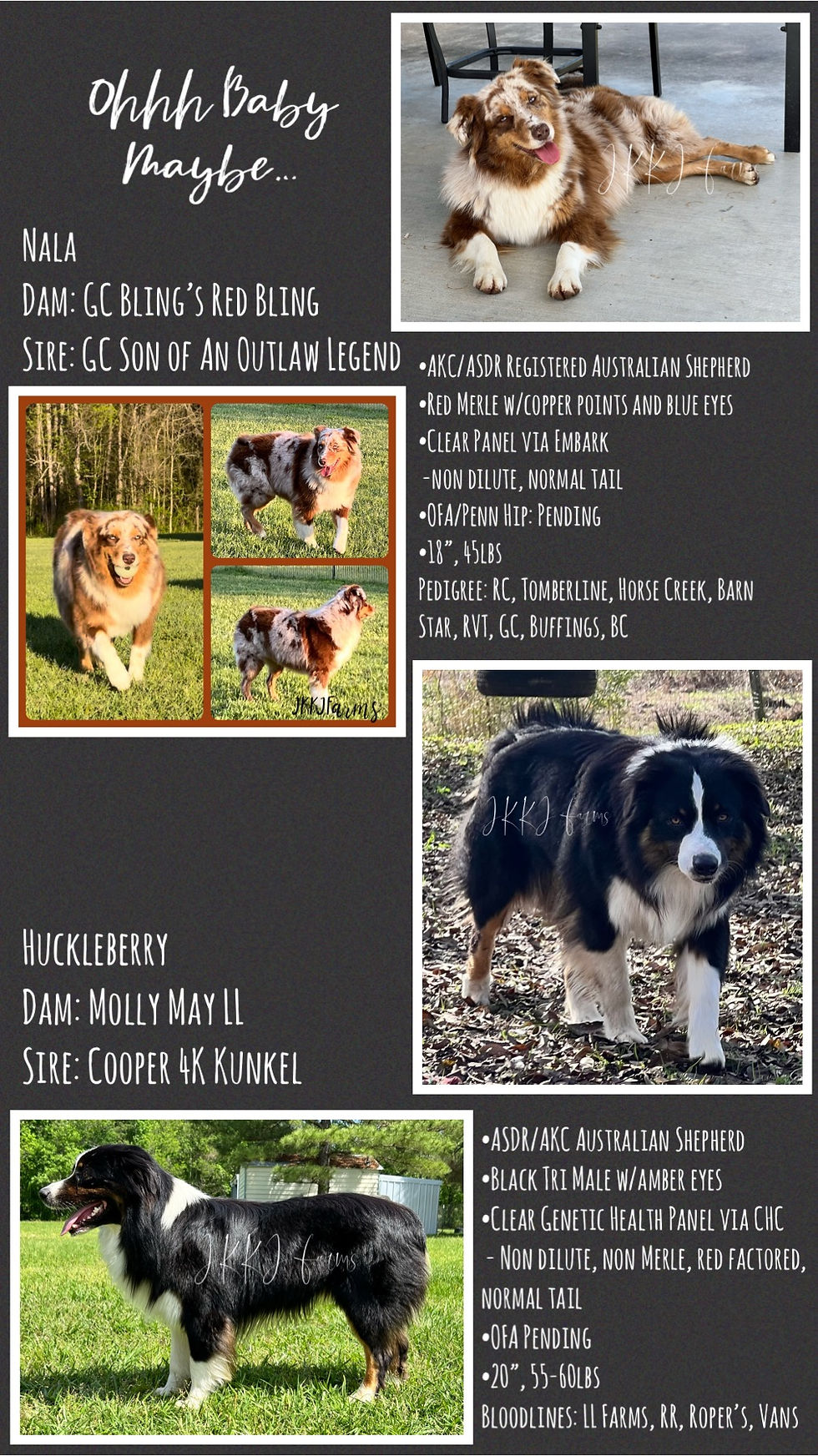 AKC ASDR Australian Shepherds JKKJ FARMS akc-asdr-australian-shepherds-jkkj-farms