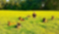 Runchkin-1_edited.jpg