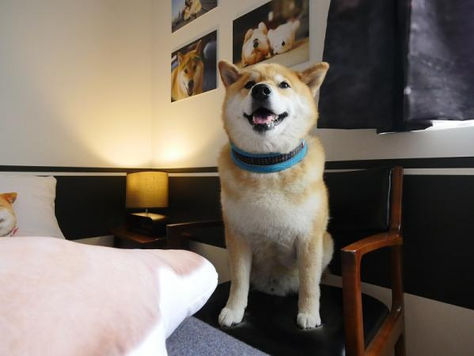 東京期間限定超萌柴犬Maru酒店房