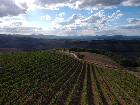 podernuovo vini