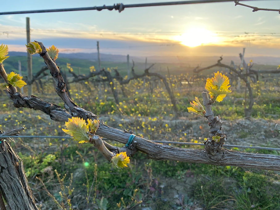 Vigna tramonto.jpg