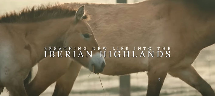 Poster for the documentary on Iberian Highland horses