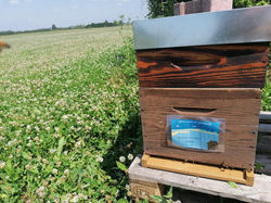 Parrainage ruche