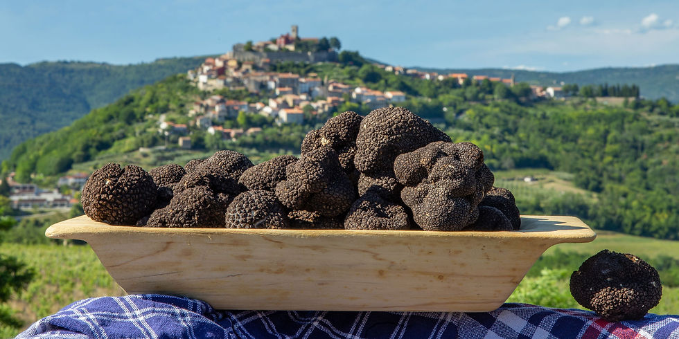 The History of Truffles in Istria