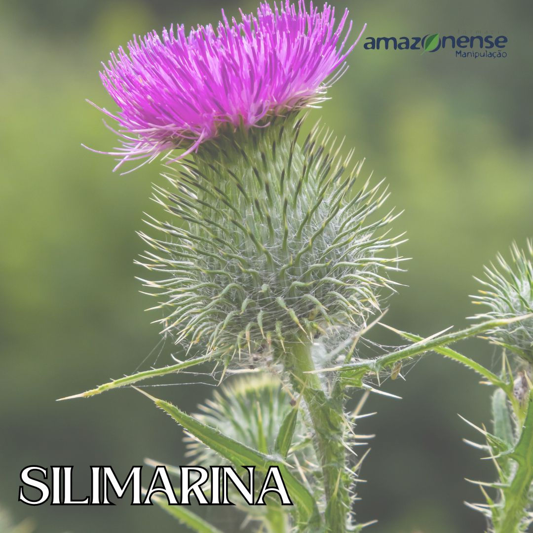 Silimarina (Silybum marianum)