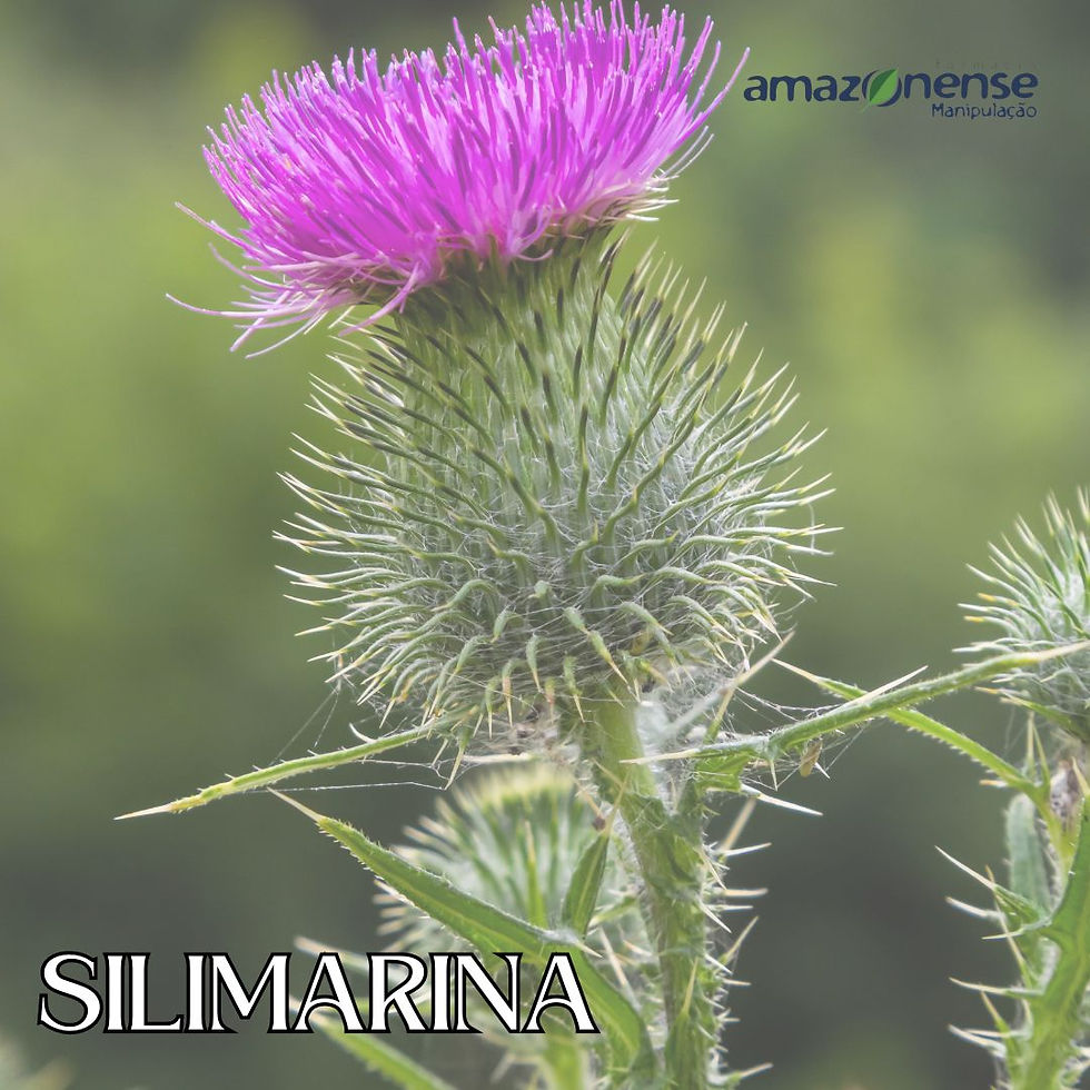 Silimarina (Silybum marianum)
