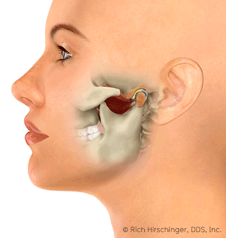 Temporomandibular joint fucntion