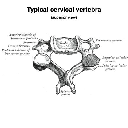 chiropractic importance of cervical vertebra 