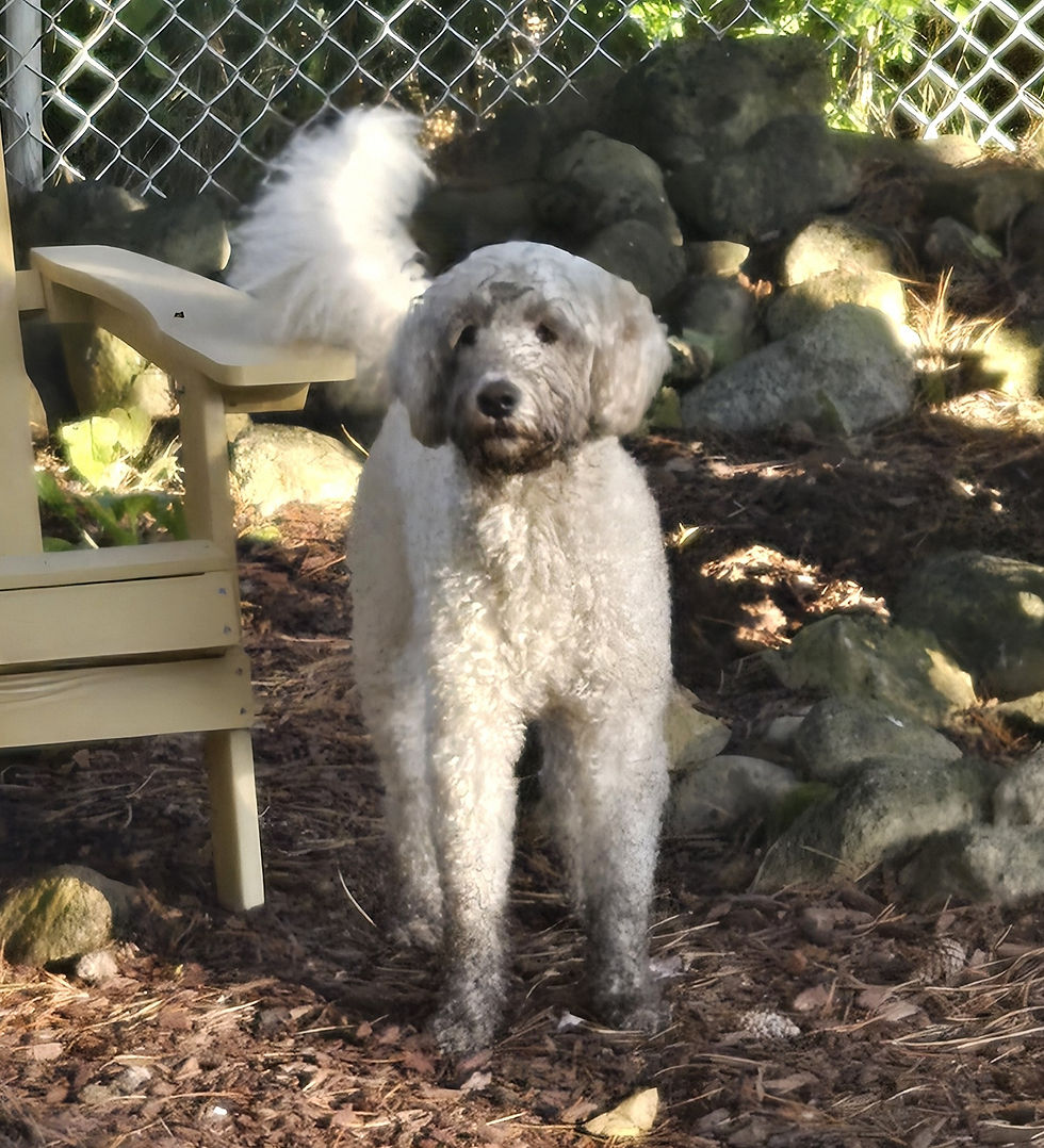 Ossy the Labradoodle Master Hunter & Cuddle King š¾
