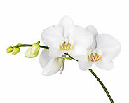 Three day old white orchid isolated on white background. Closeup..jpg