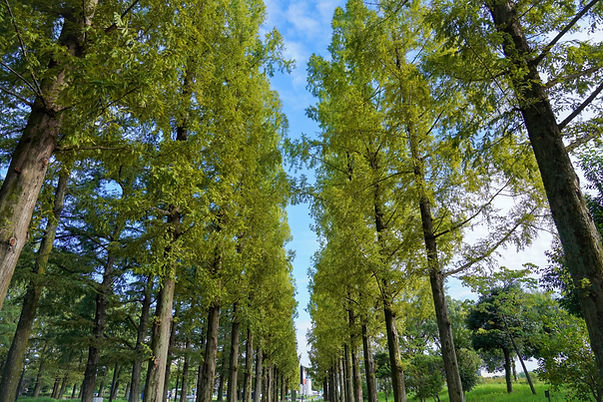 Scenery of Metasequoia row of trees that has begun to color in the blue sky background at 