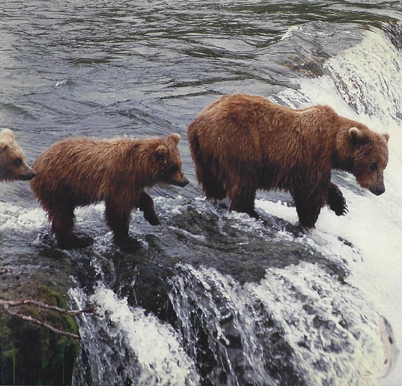 katmai - good mom 1 cub