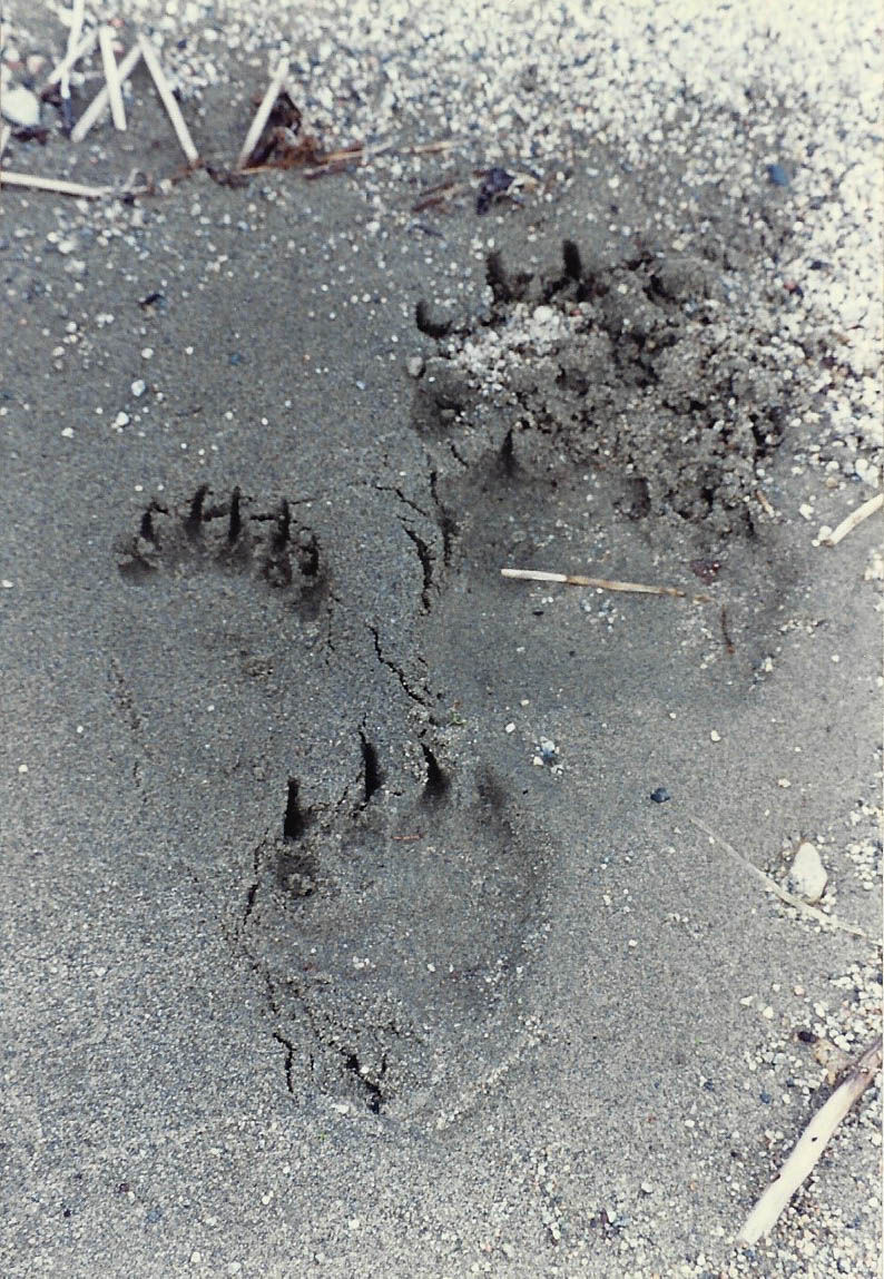 katmai - pawprints