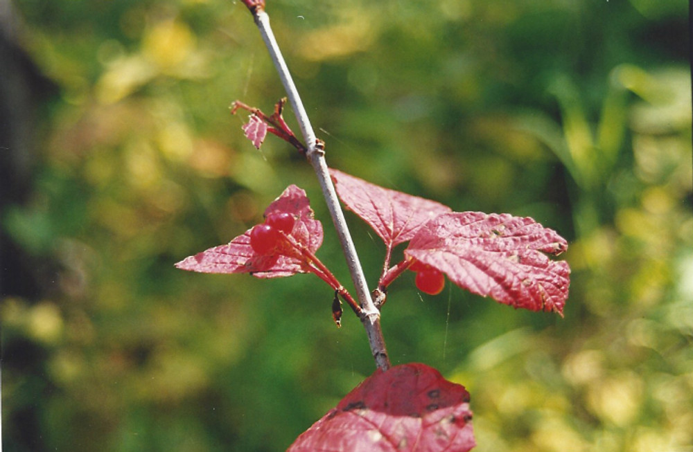 Alaska Berries 2