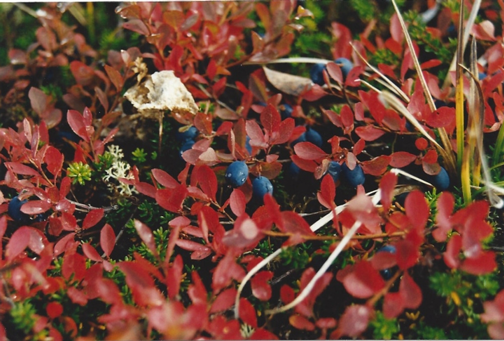 Alaska Berries 1