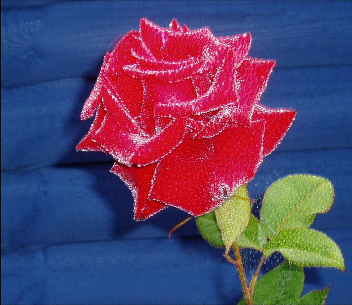 MORNING DEW