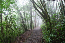 full-monteverde-selvatura-forest