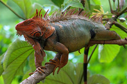 Red_head_iguana_from_Costa_Rica