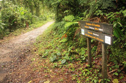 COSTA-RICA-BOSQUE-NUBOSO-DE-MONTEVERDE-SENDERO-EL-CAMINO