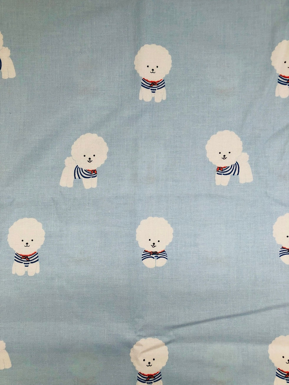 Blue Bichon