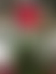 כמו פרח שנקטף