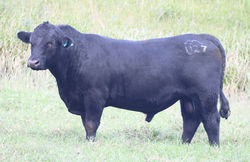 SOLD - LAM23U27