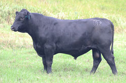SOLD - LAM23U17