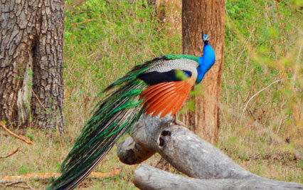 karnataka-bird-watching-tour-9079.jpg