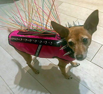 WildeBean rockin' her Spike Vest