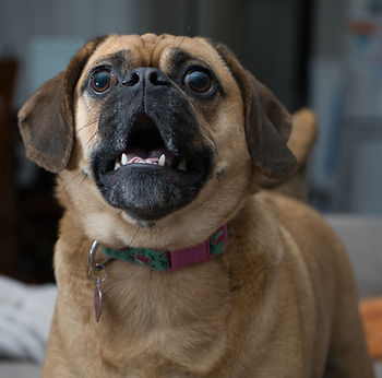 barking, demand barking, how to stop barking, teach dog not to bark