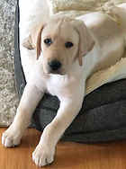lab puppy training, Ridgefield, CT