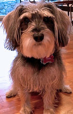 aggressive, barking dog, South Salem, NY