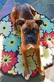 boxer settles on bed, puppy training