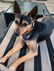 dog behavior help Ridgefield CT