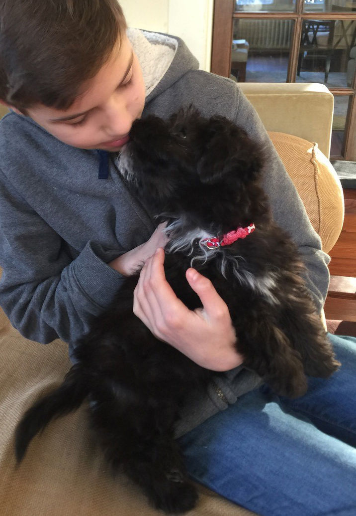 puppy training, dog training, Ridgefield, CT