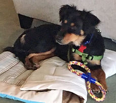 dog training, obedience training, Mt. Kisco, NY